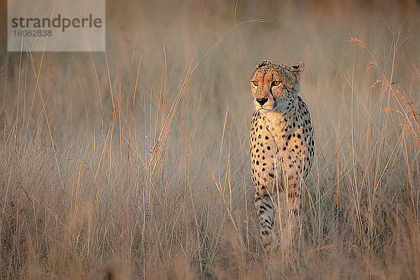 Gepard Acinonyx jubatus beim Gang durch trockenes  braunes Gras bei schwindendem Licht.