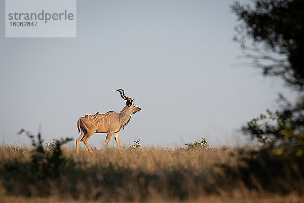 Seitenansicht eines auf der Ebene stehenden Kudubullen Tragelaphus strepsiceros.