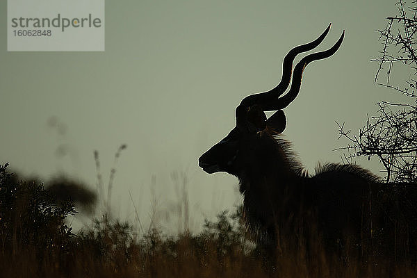 Silhouette des Kudu-Bullen Tragelaphus strepsiceros mit seinen verdrehten Hörnern.