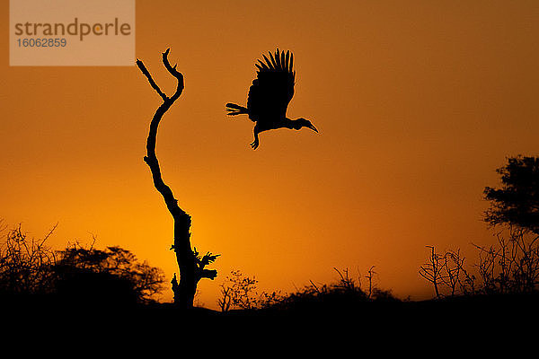 Silhouette eines Bodenhornvogels Bucorvus?leadbeateri auf der Flucht vor einem toten Baum bei Sonnenuntergang.