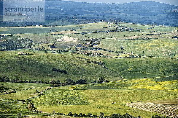 Italien  Toskana  Val d'Orcia  Landschaft um Montalcino