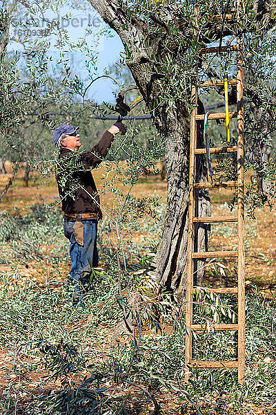 Arbeiter beim Beschneiden von Olivenbaumzweigen