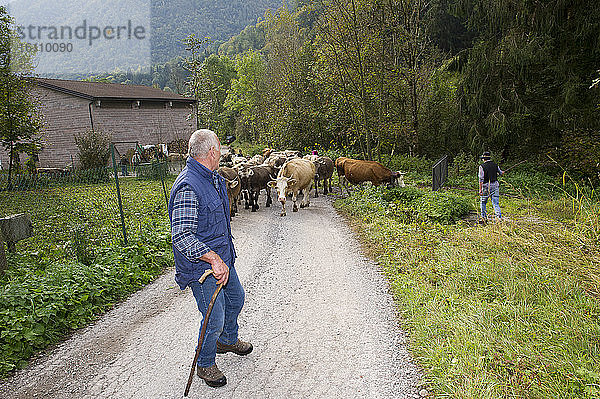 Italien  Lombardei  Brescia  Bagolino  Valsabbia. Eine von Kuhherden geführte Kuhherde während der Transhumanz von den Sommerweiden.