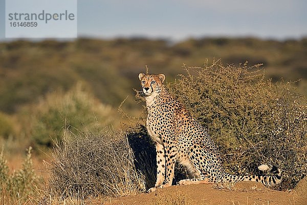 Gepard (Acinonyx jubatus)  sitzt vor einem Dornenbusch und schaut in die Ferne  Etosha Nationalpark  Namibia  Afrika