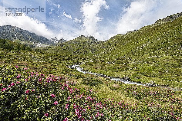 Debantbach mit Alpenrose (Rhododendron ferrugineum)  Debanttal  Nationalpark Hohe Tauern  Osttirol  Tirol  Österreich  Europa