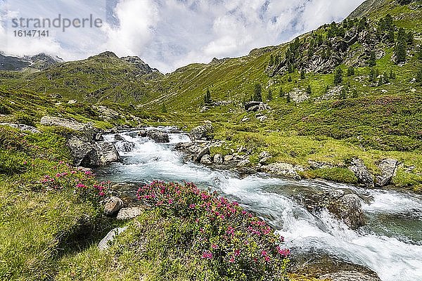 Debantbach mit Alpenrose (Rhododendron ferrugineum)  Debanttal  Nationalpark Hohe Tauern  Osttirol  Tirol  Österreich  Europa