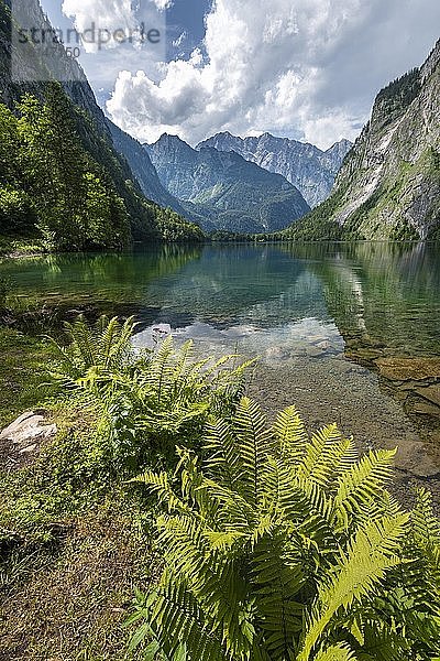 Obersee mit Watzmann-Massiv  Königssee  Nationalpark Berchtesgaden  Berchtesgadener Land  Oberbayern  Bayern  Deutschland  Europa