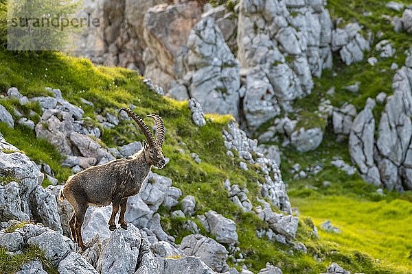 Steinbock (Capra ibex)  Nationalpark Berchtesgaden  Berchtesgaden  Bayern  Deutschland  Europa