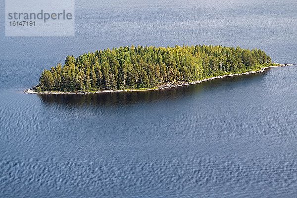 Bewaldete Insel  Pielinen-See  Koli-Nationalpark  Nordkarelien  Finnland  Europa
