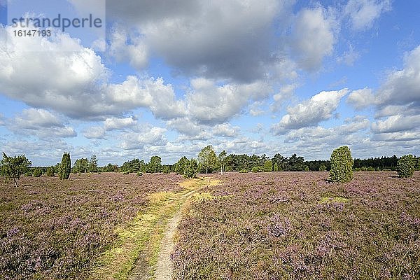 Heidelandschaft  Wacholderwald Schmarbeck  Wacholder (Juniperus communis) und Besenheide (Calluna Vulgaris)  Naturpark Südheide  Lüneburger Heide  Niedersachsen  Deutschland  Europa