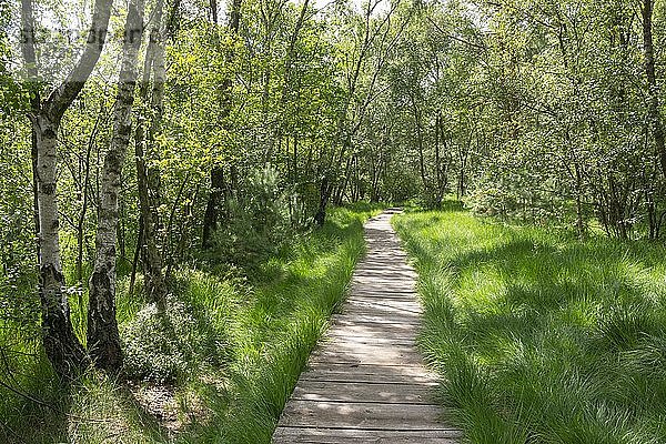 Bohlenweg durch den Birkenwald  Naturschutzgebiet Venner Moor  Senden  Münsterland  Nordrhein-Westfalen  Deutschland  Europa