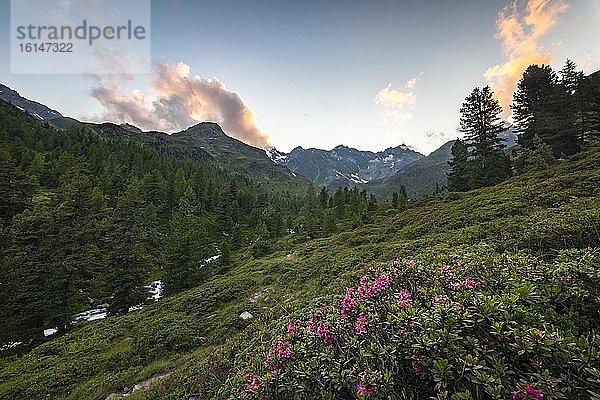 Alpenrose (Rhododendron ferrugineum)  Debanttal  Nationalpark Hohe Tauern  Osttirol  Tirol  Österreich  Europa