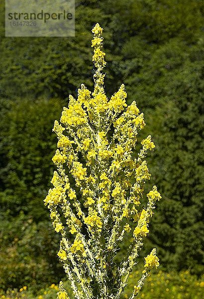 Kleinblütige Königskerze (Verbascum thapsus)  Oberösterreich  Österreich  Europa