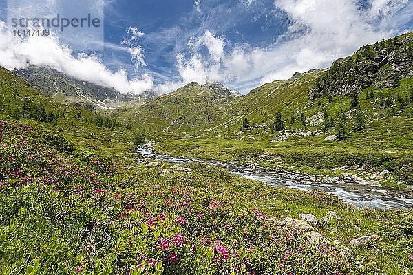 Debantbach mit Alpenrose (Rhododendron ferrugineum)  Debanttal  Nationalpark Hohe Tauern  Osttirol  Tirol  Österreich  Europa