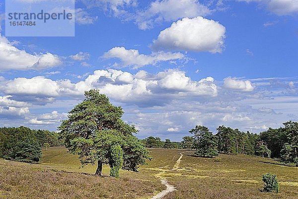 Heidelandschaft  Misselhorner Heide  weitläufige Heidefläche mit Kiefern (Pinus)  Wacholder (Juniperus communis) und Besenheide (Calluna Vulgaris)  Naturpark Südheide  Lüneburger Heide  Niedersachsen  Deutschland  Europa