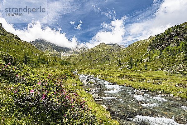 Debantbach mit Alpenrose (Rhododendron ferrugineum)  Debanttal  Nationalpark Hohe Tauern  Osttirol  Tirol  Österreich  Europa