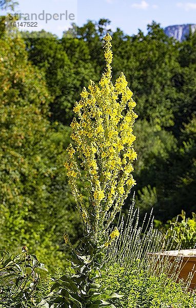 Kleinblütige Königskerze (Verbascum thapsus)  Oberösterreich  Österreich  Europa