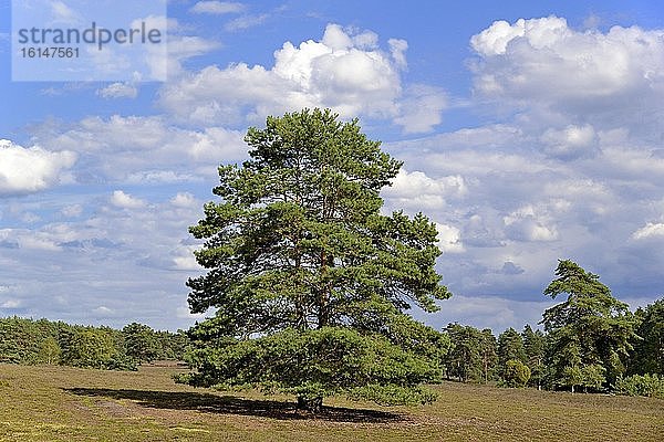 Heidelandschaft  Misselhorner Heide  weitläufige Heidefläche mit Kiefern (Pinus)  Wacholder (Juniperus communis) und Besenheide (Calluna Vulgaris)  Naturpark Südheide  Lüneburger Heide  Niedersachsen  Deutschland  Europa