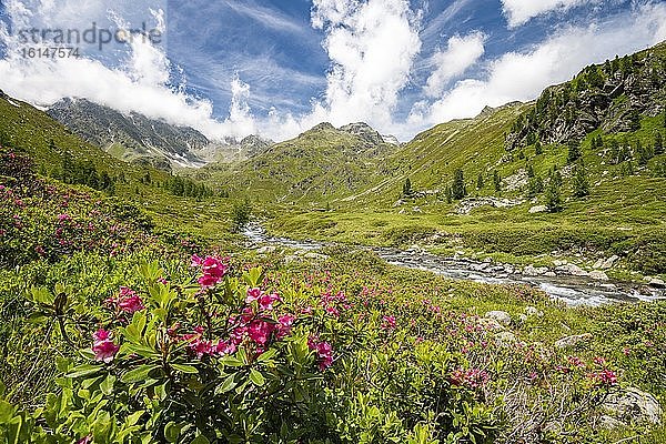 Debantbach mit Alpenrose (Rhododendron ferrugineum)  Debanttal  Nationalpark Hohe Tauern  Osttirol  Tirol  Österreich  Europa