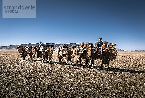 Hirten ziehen mit Kamelkarawane ins Winterlager  Dundgovi aimag  Mongolei  Asien