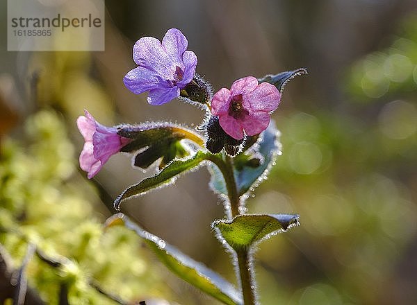 Blüten  Geflecktes Lungenkraut (Pulmonaria officinalis)  Isarauen bei Geretsried  Oberbayern  Bayern  Deutschland  Europa