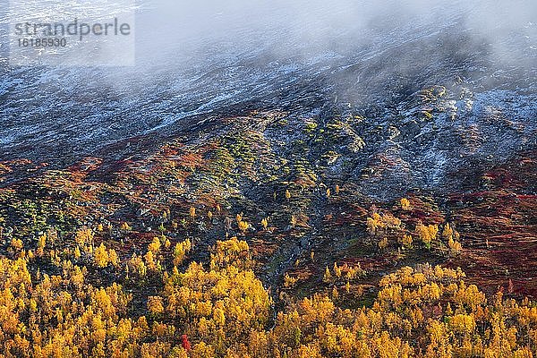 Bunter Vegetation im Herbst  zieht sich einen Berghaung hinauf  oben verschneit  Ruska Aika  Indian Summer  Altweibersommer  Tessand  Innlandet  Norwegen  Europa
