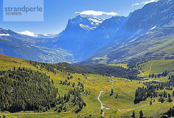 Bergwiesen auf der Kleinen Scheidegg mit Wetterhorn über Grindelwald  UNESCO-Weltnaturerbe  Wengen  Jungfrau-Region  Berner Alpen  Berner Oberland  Kanton Bern  Schweiz  Europa