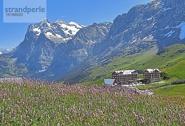 Kleine Scheidegg mit Wetterhorn und Bergwiese mit Wiesenknöterich  UNESCO-Weltnaturerbe  Wengen  Jungfrau-Region  Berner Alpen  Berner Oberland  Kanton Bern  Schweiz  Europa