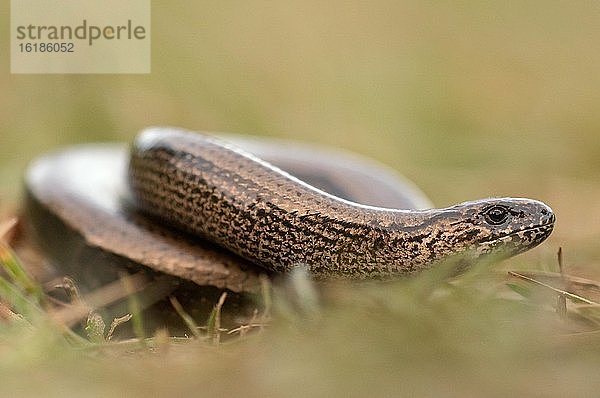 Blindschleiche (Anguis fragilis) schlängelt sich durch eine Wiese  Bayern  Deutschland  Europa