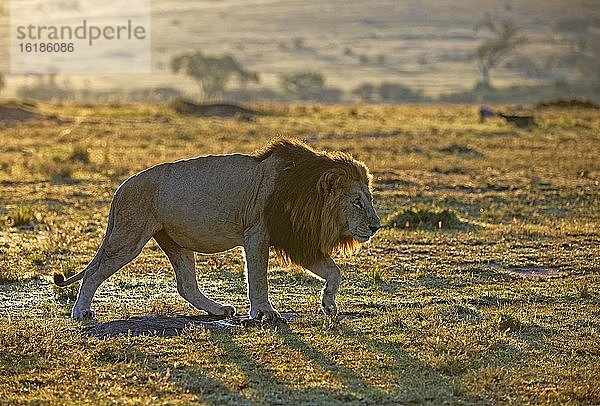 Mähnenlöwe (Panthera leo) nach Sonnenaufgang in der Grassavanne  Massai-Mara-Wildschutzgebiet  Kenia  Afrika