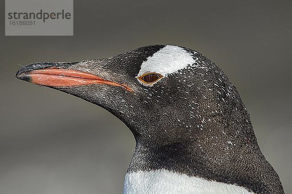 Eselspinguin (Pygoscelis papua)  Portrait  Saunders Island  Falkland Inseln  Großbritannien  Europa
