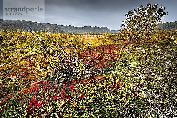 Herbstlich verfärbte Vegatation  Ruska Aika  Indian Summer  Altweibersommer  Heidelbeersträucher  gelbe Birken  Lappland  Varangerbotn  Troms  Norwegen  Europa