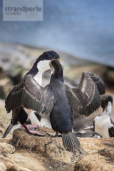 Blauaugenscharbe (Phalacrocorax atriceps) bei der Fütterung  auch Antarktischer Kormoran  Saunders Island  Falkland Inseln  Großbritannien  Europa