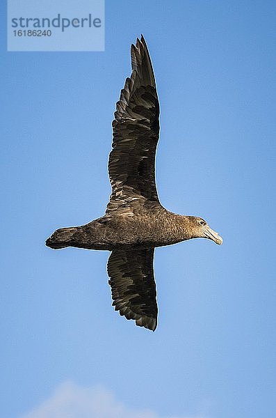 Riesensturmvogel (Macronectes giganteus) im Flug  Settlement  Saunders Island  Falkland Inseln  Großbritannien  Europa