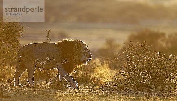 Mähnenlöwe (Panthera leo) bei Sonnenaufgang in der Grassavanne  Massai-Mara-Wildschutzgebiet  Kenia  Afrika