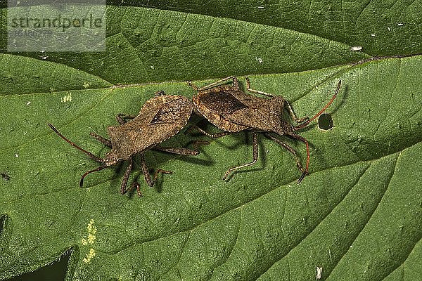 Lederwanze (Coreus marginatus) Tierpaar  Paarung auf einem Blatt  Baden-Württemberg Deutschland  Europa