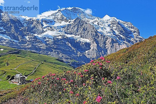 Alpenrosen auf der Kleinen Scheidegg vor dem Jungfrau-Massiv  UNESCO-Weltnaturerbe  Wengen  Jungfrau-Region  Berner Alpen  Berner Oberland  Kanton Bern  Schweiz  Europa
