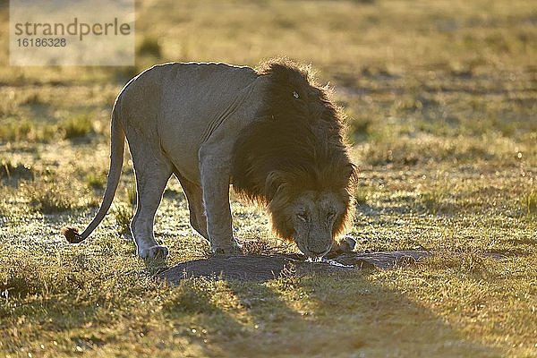 Mähnenlöwe (Panthera leo) trinkt bei Sonnenaufgang in der Grassavanne aus einer Regenpfütze  Massai-Mara-Wildschutzgebiet  Kenia  Afrika