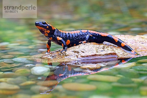 Oranger Feuersalamander (Salamandra salamandra)  Seltene Farbvariante  Solms  Hessen  Deutschland  Europa