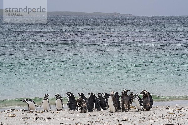 Magellan-Pinguine (Spheniscus magellanicus)  Gruppe am Strand  Leopard Beach  Carcass Island  Falkland Inseln  Großbritannien  Europa