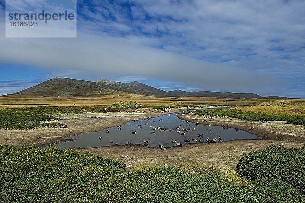 Landschaft auf Carcass island  Falkland Inseln  Großbritannien  Europa