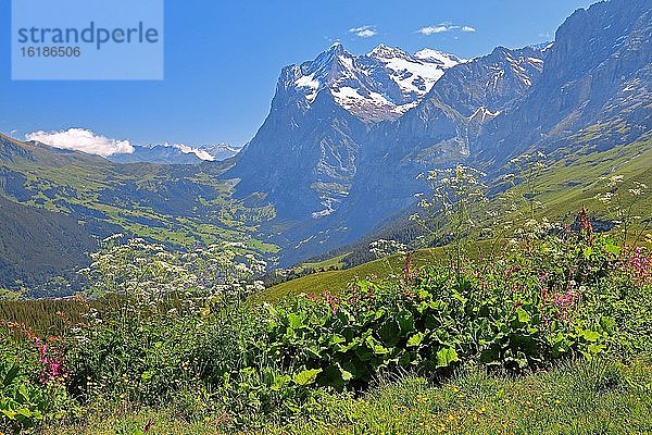 Bergblumen auf der Kleinen Scheidegg mit Wetterhorn  UNESCO-Weltnaturerbe  Wengen  Jungfrau-Region  Berner Alpen  Berner Oberland  Kanton Bern  Schweiz  Europa