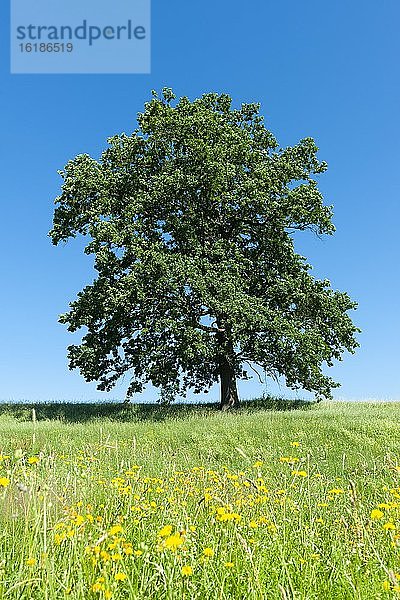 Stieleiche (Quercus robur)  Solitärbaum  steht auf einer Wiese  Thüringen  Deutschland  Europa