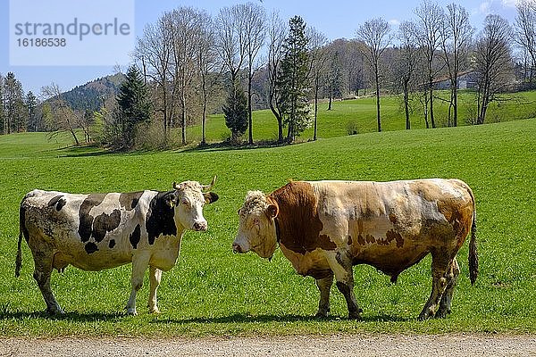 Stier und Kuh  Oberbayerisches Fleckvieh  Rinder auf einer Weide  Bad Heilbrunn  Oberbayern  Bayern  Deutschland  Europa