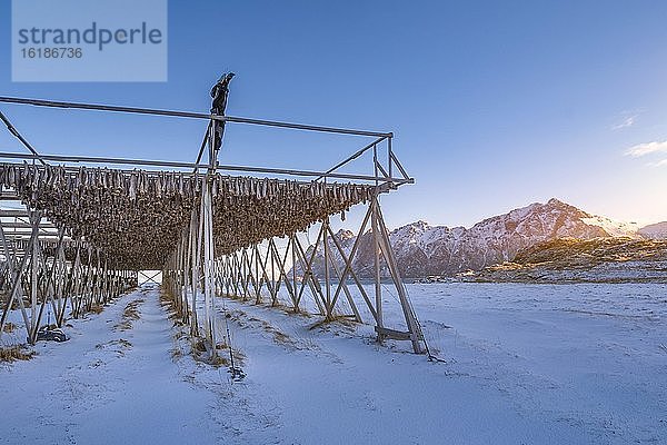Holzgestell mit Stockfisch im Winter bei Sonnenuntergang  Berge  Vesteralen  Hovden  Nordland  Norwegen  Europa