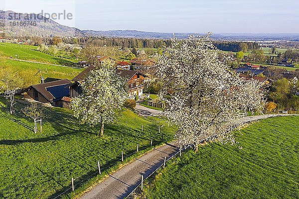 Blühende Obstbäume  Kutterling bei Bad Feilnbach  Drohnenaufnahme  Oberbayern  Bayern  Deutschland  Europa