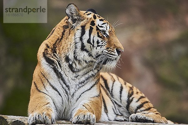 Sibirischer Tiger (Panthera tigris tigris)  captive  Deutschland  Europa