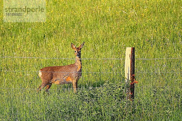 Reh (Capreolus capreolus) steht hinter einem Zaun  Symbolbild Gefahr für Wildtiere durch Zäune  Solms Hessen  Deutschland  Europa