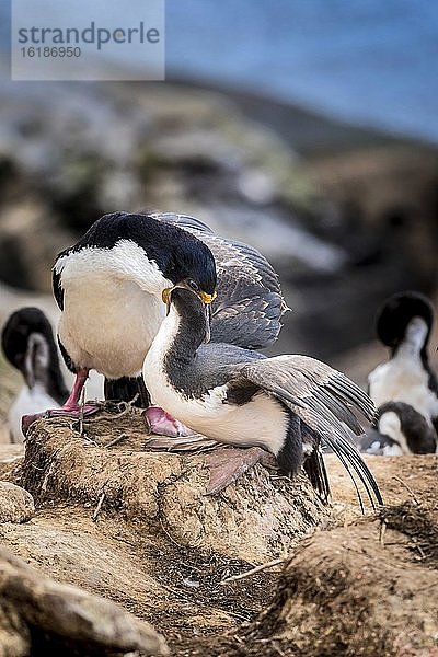 Blauaugenscharbe (Phalacrocorax atriceps) bei der Fütterung  auch Antarktischer Kormoran  Saunders Island  Falkland Inseln  Großbritannien  Europa