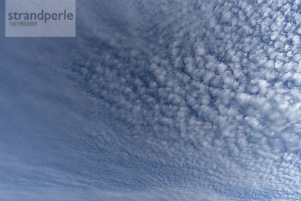 Kleine Schäfchenwolken (Cirrocumulus) am Morgenhimmel  Bayern  Deutschland  Europa